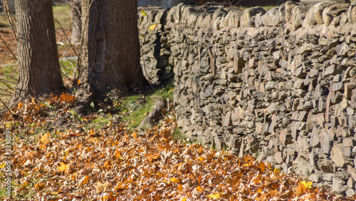 tree in autumn with stone wall and leaves in bright autumn sunshine