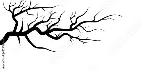 tree branches isolated