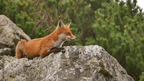 A red fox lying on a rock to rest, then looking over to the camera. 