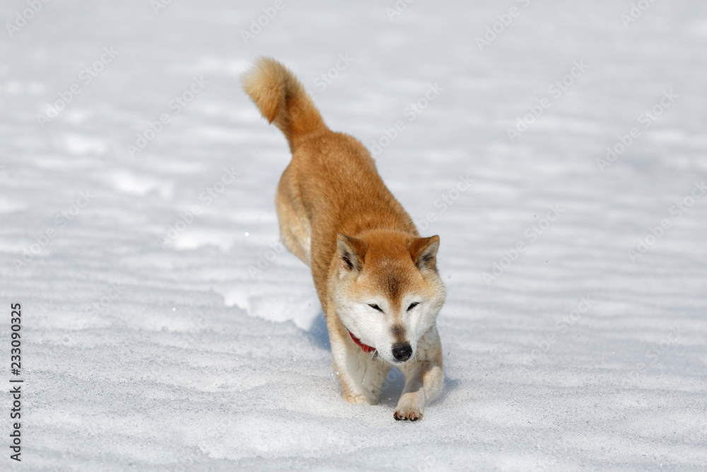 雪を蹴散らして走ってくる柴犬 雪を蹴散らして走ってくる柴犬