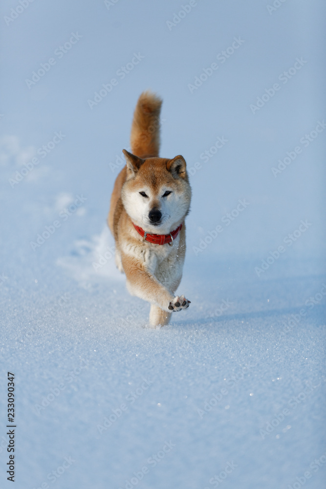 雪を蹴散らして走ってくる柴犬 Stock Photo Adobe Stock