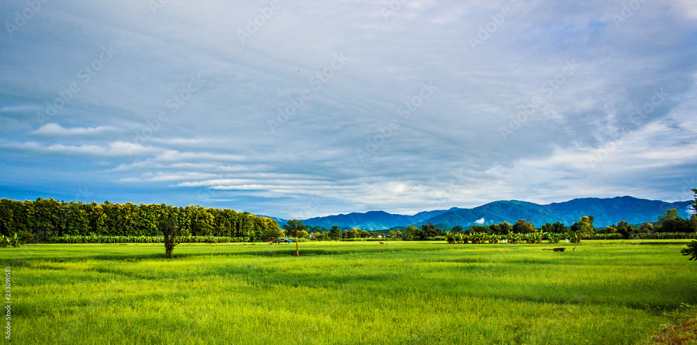 Rice field green grass blue sky cloud cloudy landscape background in Thailand