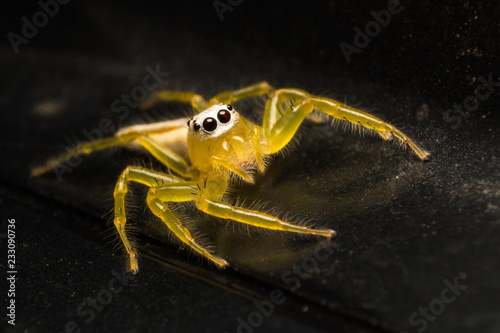 close up of yellow jumping spider or Telamonia Spider on black car roof