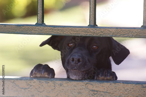 Perro pastor mallorquín negro asomándose por puerta exterior de vivienda. Ca de bestiar ladrando de pie apoyado en verja de metal mirando a la calle. Raza canina de guarda autóctona de Mallorca. photo