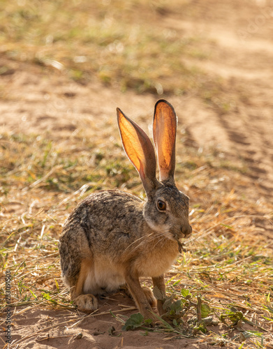 Full body portrait of African hare, Lepus capensis, with backlit large ears eating leaf while sitting on grass next to dirt road © Isabelle