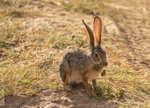 Full body portrait of African hare, Lepus capensis, with backlit large ears eating leaf while sitting on grass next to dirt road photo