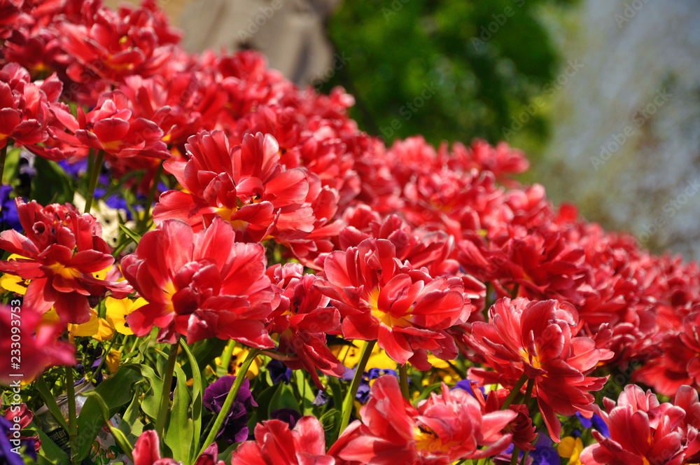 Red blossing tulips in Keukenhof park in Holland Red blossing tulips in Keukenhof park in Holland