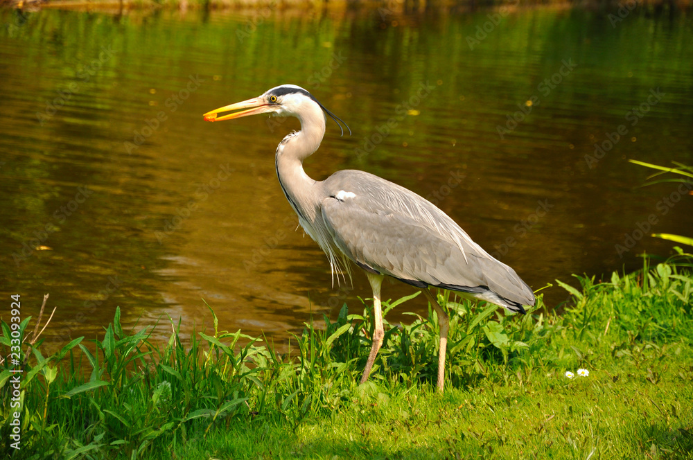Great blue standing and eating heron in the park near the lake o Great blue standing and eating heron in the park near the lake o