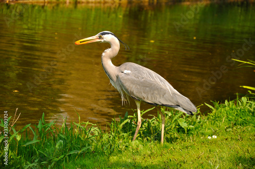 Great blue standing and eating heron in the park near the lake o