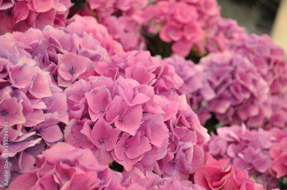 Obraz premium Pink hydrangea bodensee blossing in Keukenhof park in Holland
