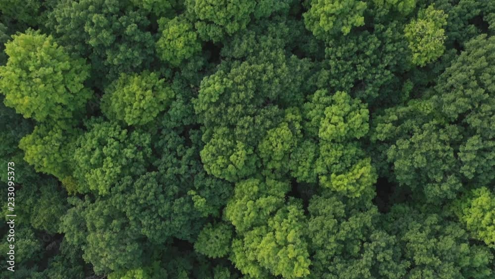 Aerial drone flight over forest of green, deciduous trees. Summer in Ontario, Canada. Aerial drone flight over forest of green, deciduous trees. Summer in Ontario, Canada.