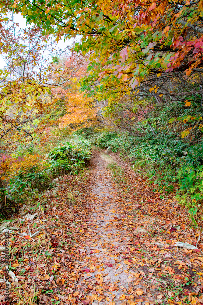 Autumn mountain path covered with fallen leaves Autumn mountain path covered with fallen leaves