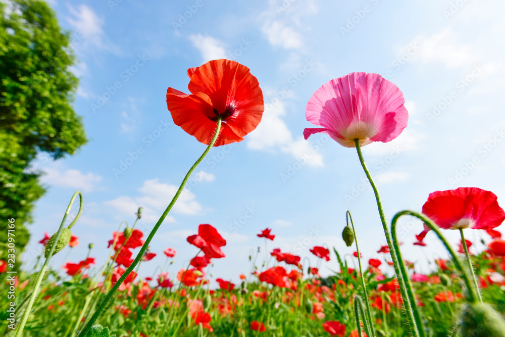 Obraz premium Shirley Poppy