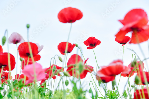 Shirley poppy