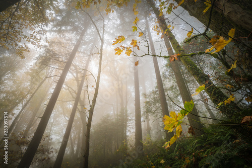 Looking upward in a foggy forest