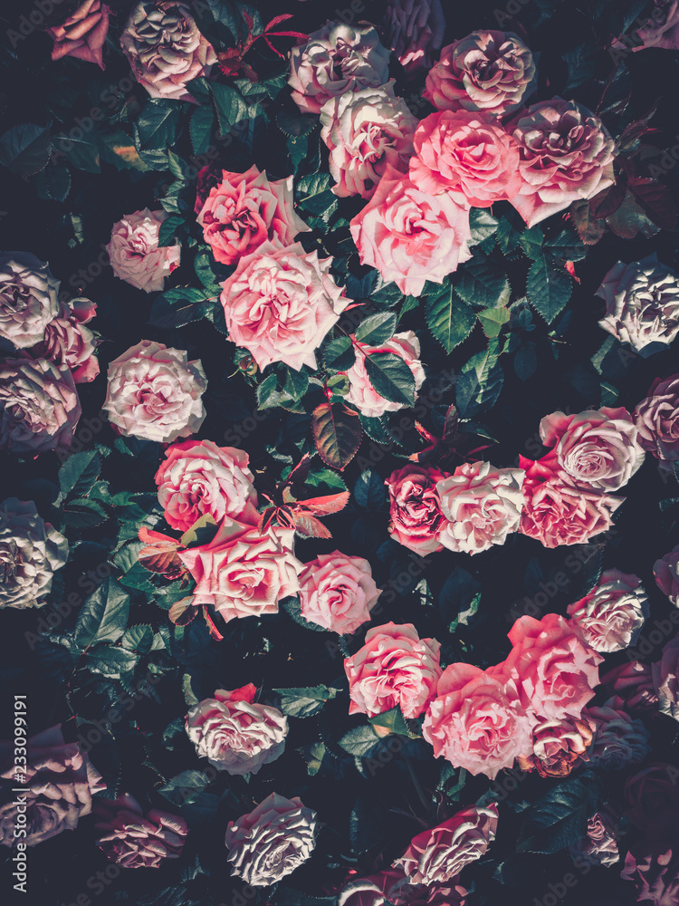 Fototapeta Tło ściana kwiaty z niesamowite róże na tonie vintage