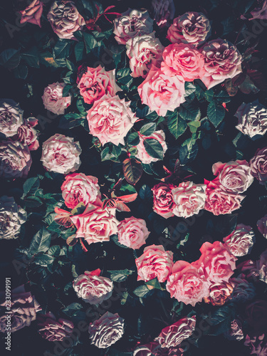 Flowers wall background with amazing roses on vintage tone