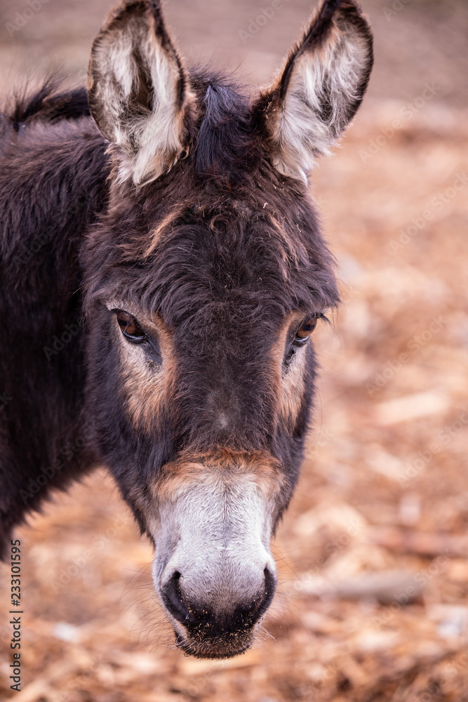 Close up portrait of donkey looking straight Close up portrait of donkey looking straight