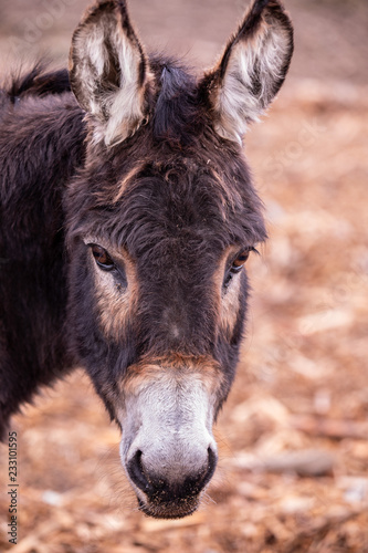 Close up portrait of donkey looking straight