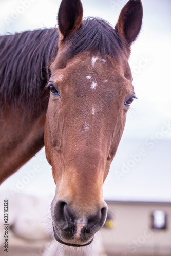Close up view of a horse head  Horse portrait
