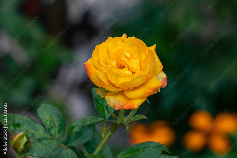 Yellow pink rose blooming in the garden Yellow pink rose blooming in the garden