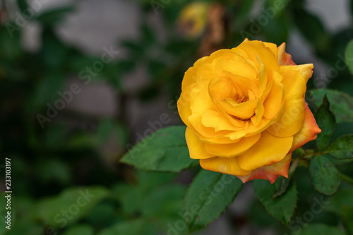 Yellow Pink Blossoming Rose