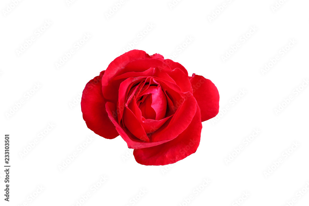 Fototapeta premium Beautiful and attractive red rose on white background