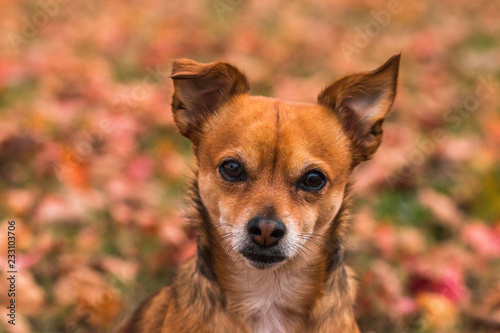 Fall puppy portrait
