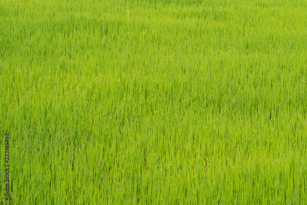 green rice field 