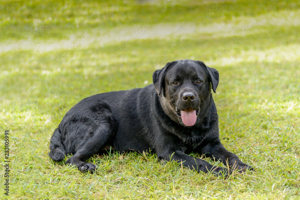 Lebra black dog setting on green grass grass,lawn or garden