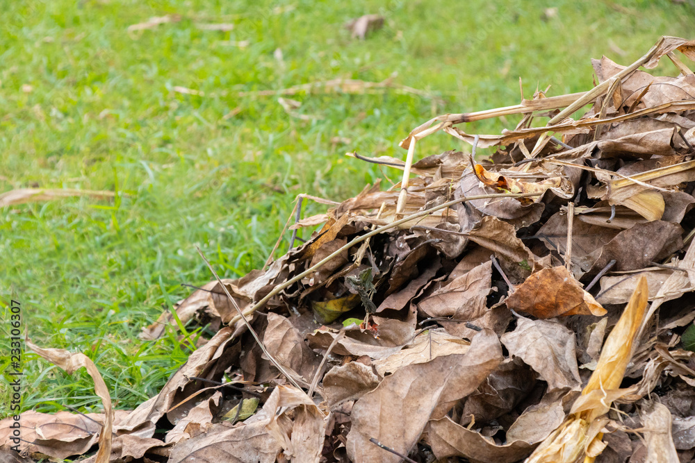 Dry leafs of trees lying on ground