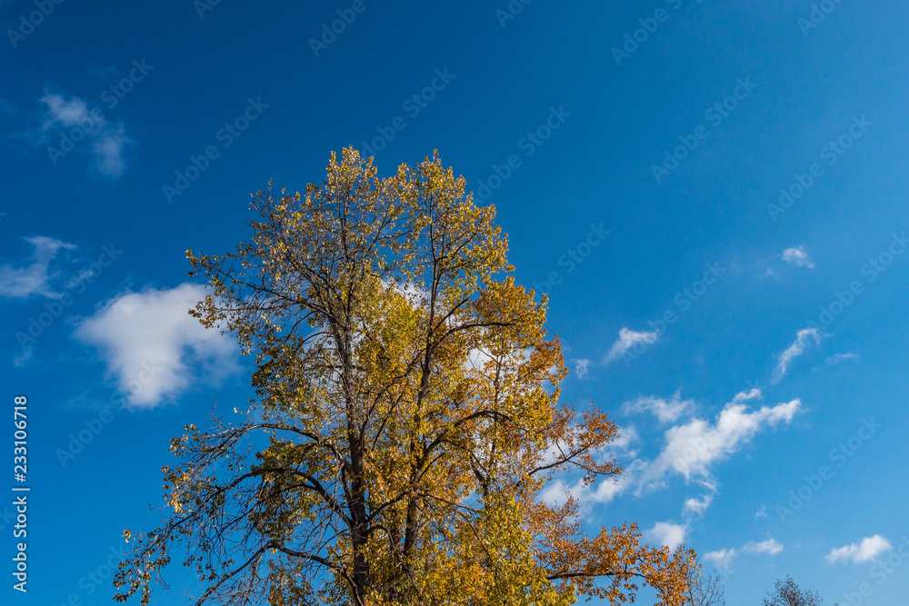 beautiful golden leaves on the tree under the blue sky on a sunny day beautiful golden leaves on the tree under the blue sky on a sunny day