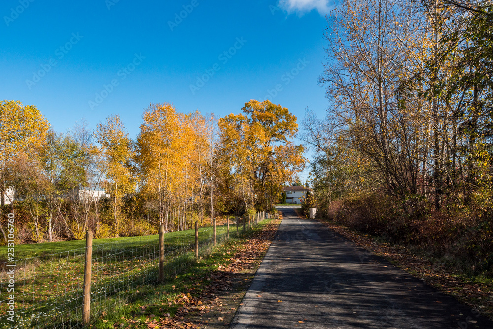 road in the country side with autumn trees on both sides under blue sky road in the country side with autumn trees on both sides under blue sky