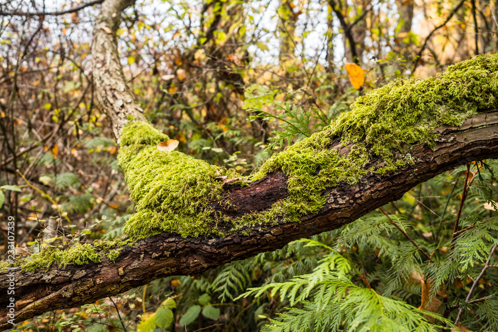 close up of thick tree branches covered with green mosses inside old forest close up of thick tree branches covered with green mosses inside old forest