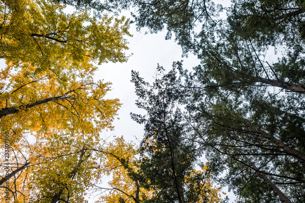 trees with yellow and green leaves under cloudy sky inside forest trees with yellow and green leaves under cloudy sky inside forest