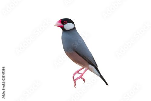Beautiful bird Java sparrow or Java finch isolated on white background