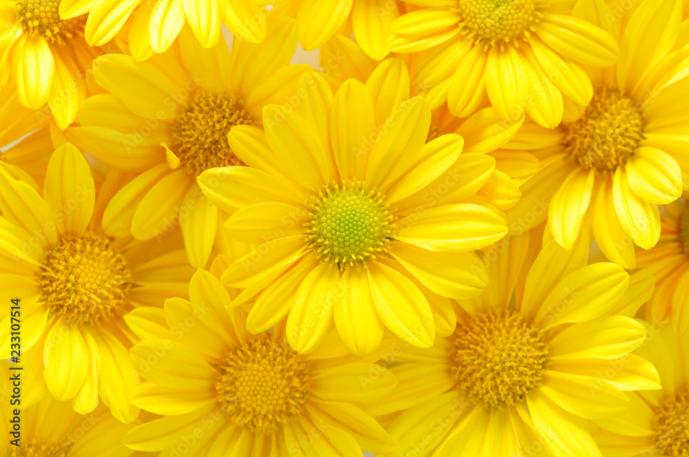 Obraz premium żółte kwiaty chryzantemy