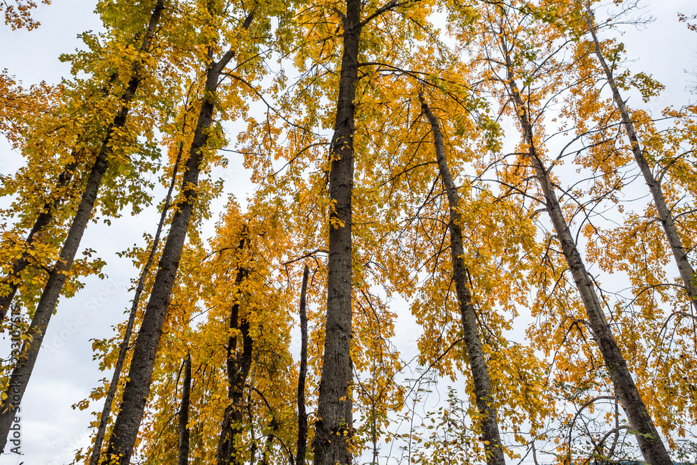Fototapeta premium trees with yellow leaves inside forest on a cloudy day