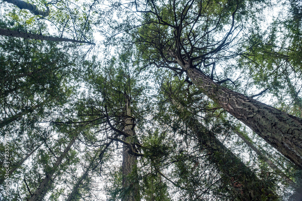 Fototapeta premium look over head inside forest with tall trees filled with green leaves