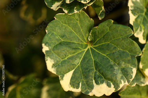 plant leaf in the morning