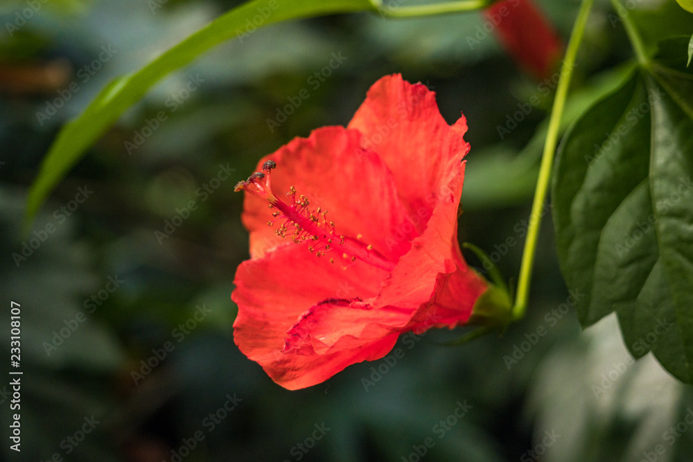 close up of a beautiful red flower with long red stamen in the garden close up of a beautiful red flower with long red stamen in the garden