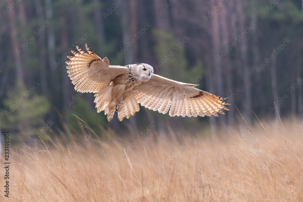 Fototapeta premium Eagle owl flying in the forest. Huge owl with open wings in habitat with trees. Beautiful bird with orange eyes.