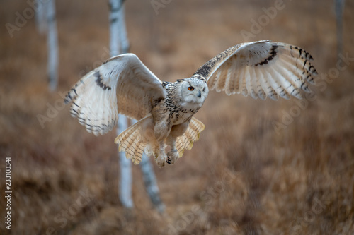Eagle owl flying in the forest. Huge owl with open wings in habitat with trees. Beautiful bird with orange eyes. © vaclav