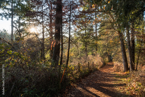 path in the forest with sun setting down on the left