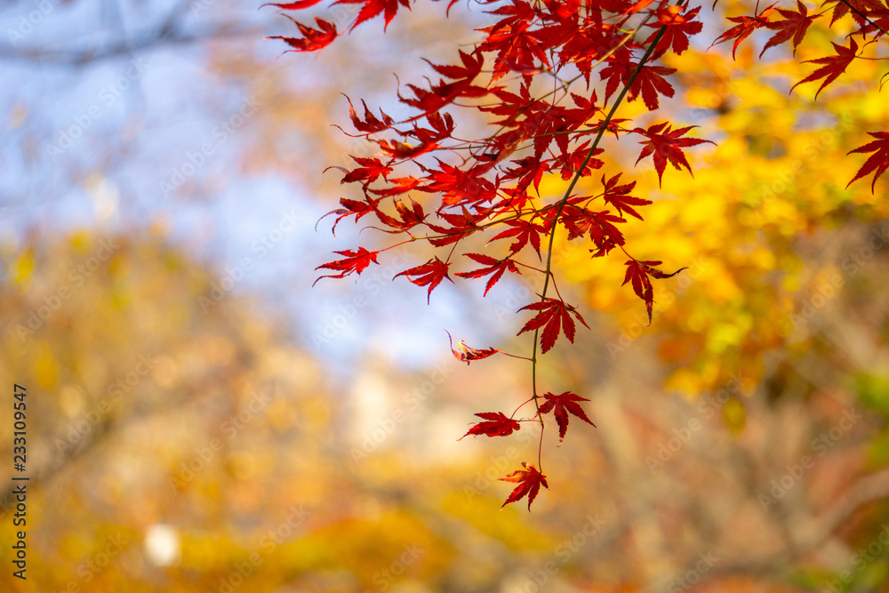 Red acer palmatum, commonly known as palmate maple, Japanese maple or smooth Japanese-maple leaves. Leaves changing its colour when autumn. Red acer palmatum, commonly known as palmate maple, Japanese maple or smooth Japanese-maple leaves. Leaves changing its colour when autumn.