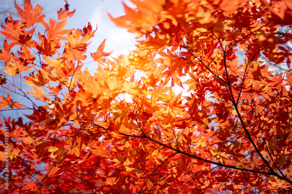 Red acer palmatum, commonly known as palmate maple, Japanese maple or smooth Japanese-maple leaves. Leaves changing its colour when autumn. Red acer palmatum, commonly known as palmate maple, Japanese maple or smooth Japanese-maple leaves. Leaves changing its colour when autumn.