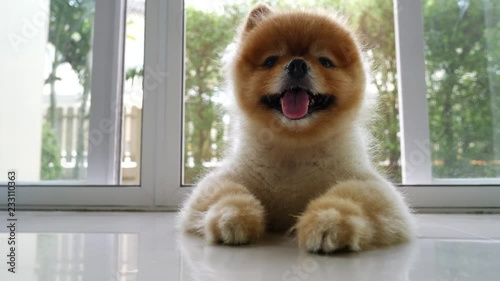 cute pomeranian dog, happy small pet laying on floor of living room