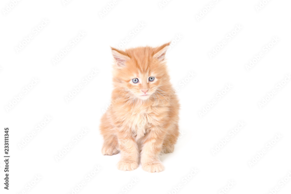 kitten of maine coon on white background kitten of maine coon on white background