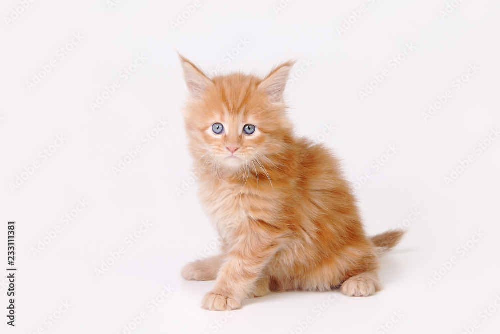 kitten of maine coon on white background kitten of maine coon on white background