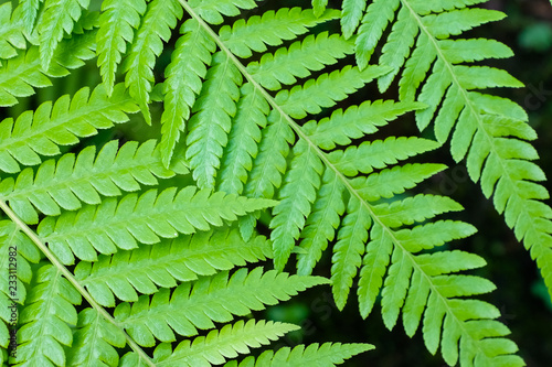 Fern leaves on black background in a garden
